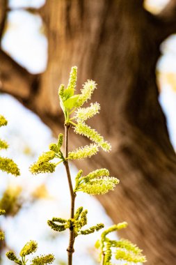 güzel bahar öğeleri çiçek bitkiler ağaçlar doğa arka planda