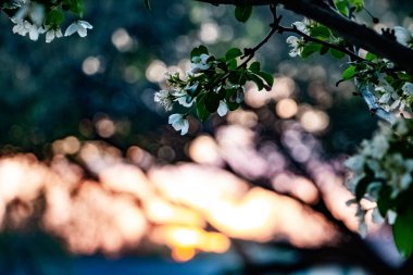 güzel bahar öğeleri çiçek bitkiler ağaçlar doğa arka planda