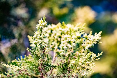 güzel bahar öğeleri çiçek bitkiler ağaçlar doğa arka planda
