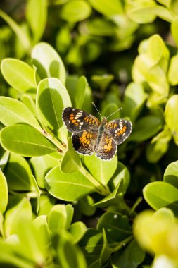Kopya alanı ve yeşil arka plan ile baharda çiçek çeşitli renklerin güzel çiçekler