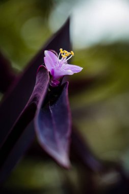 Kopya alanı ve yeşil arka plan ile baharda çiçek çeşitli renklerin güzel çiçekler