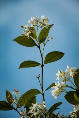 Kopya alanı ve yeşil arka plan ile baharda çiçek çeşitli renklerin güzel çiçekler