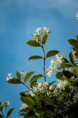 Kopya alanı ve yeşil arka plan ile baharda çiçek çeşitli renklerin güzel çiçekler