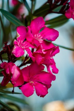 Kopya alanı ve yeşil arka plan ile baharda çiçek çeşitli renklerin güzel çiçekler