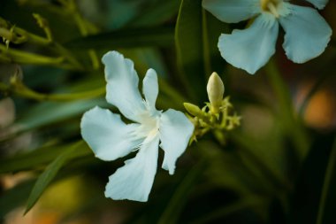 Kopya alanı ve yeşil arka plan ile baharda çiçek çeşitli renklerin güzel çiçekler