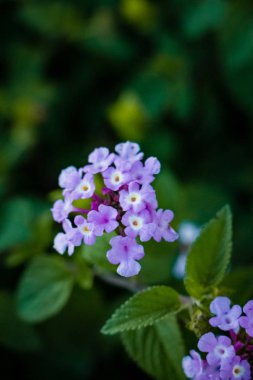 Kopya alanı ve yeşil arka plan ile baharda çiçek çeşitli renklerin güzel çiçekler