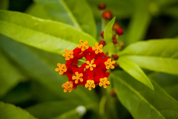 Beautiful Flowers Assorted Colors Blooming Spring Copy Space Green Background — Stock Photo, Image