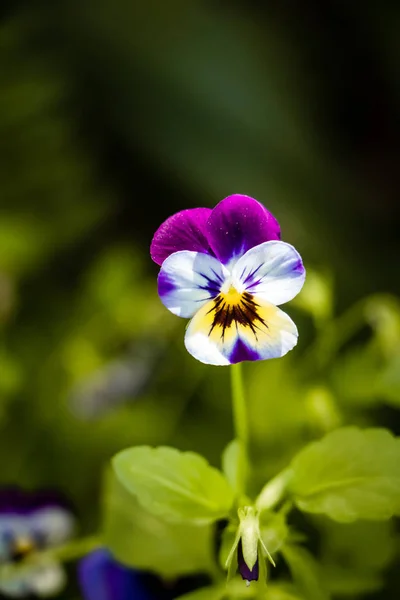 Krásné Květy Rozmanitých Barev Kvetou Jaře Prostorem Pro Kopírování Zeleným — Stock fotografie