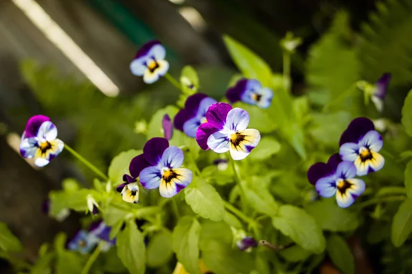 Lindas Flores Cores Sortidas Florescendo Primavera Com Espaço Cópia Fundo — Fotografia de Stock