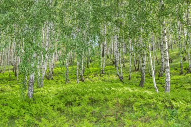 bir bahar gününde huş grove