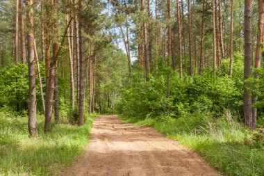 Yaz aylarında ormandaki güneşli yol