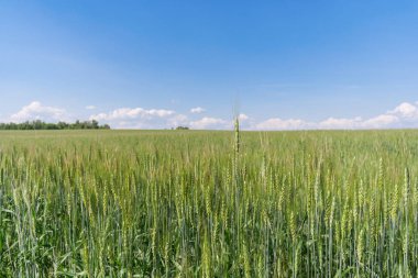 Kulaklı yeşil alan yazında yer
