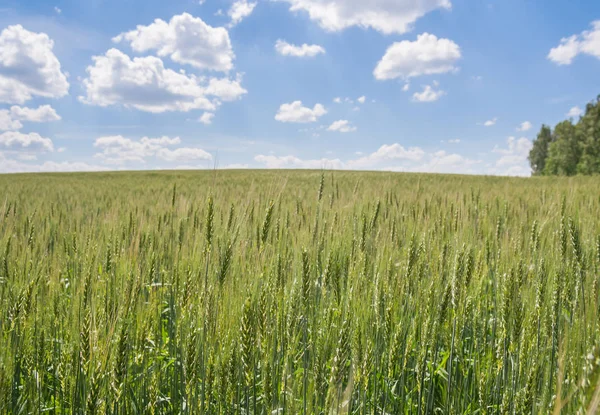 Alan, gökyüzü, bulutlar yaz aylarında ekilir