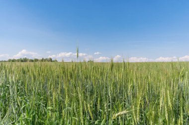 Kulakları yaz alanda yeşil yulaf