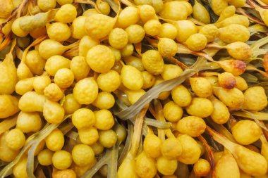 Kahverengi algler Fucus beyaz denizin Solovetsky Islands