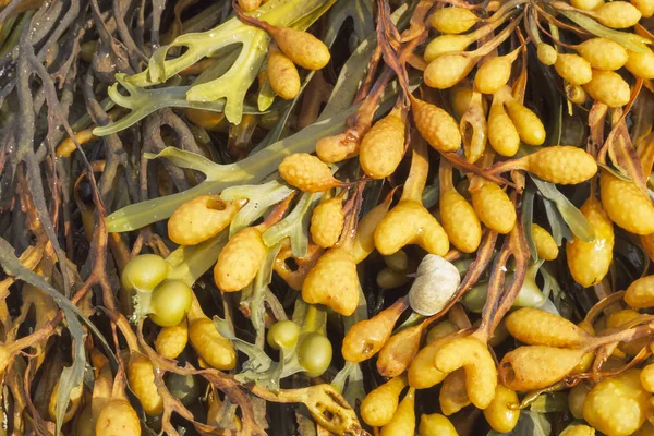 Fucus vesiculosus yakın çekim