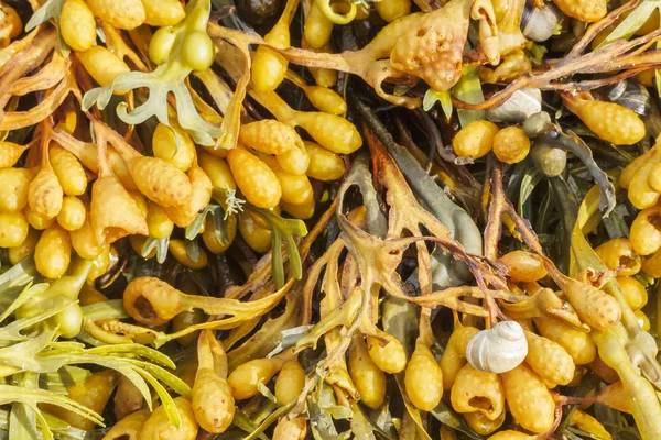 Beyaz deniz kıyısında Solovki ada adalar, Fucus vesiculosus