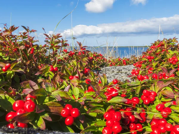 Swedish Turf White Sea Coast — Stock Photo, Image