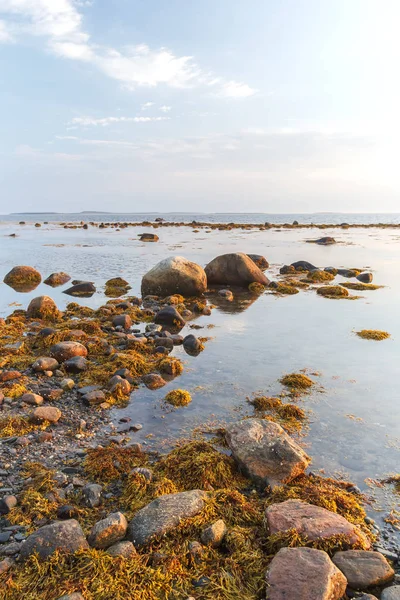 Brown algae Fucus on the shore of Solovetsky island in the White Sea at sunse