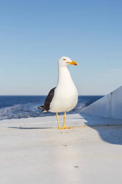 Seagull on board ship in the sea