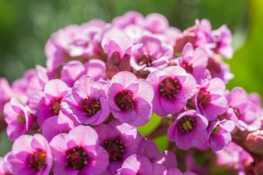 Çiçekler güneş ışığı altında balanquin