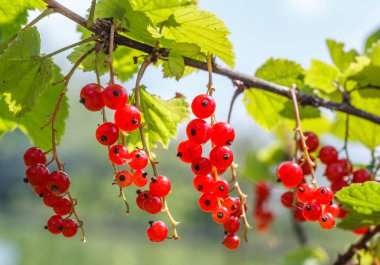 Frenk üzümü yaprakları ile demetleri