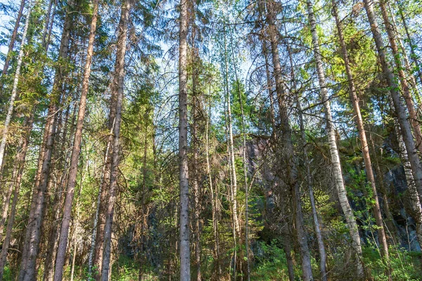 Pine forest in sunlight in summer