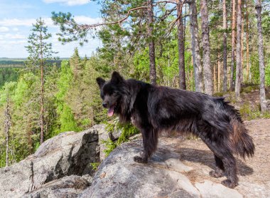 A black dog on the edge of a mountain in Karelia, Russia clipart