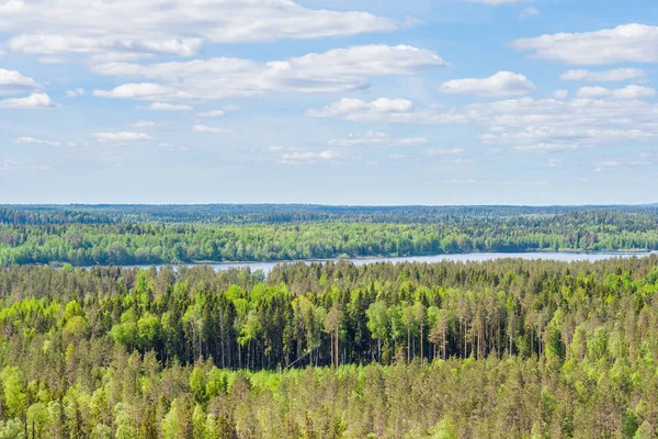 Forest Otevřený Prostor Janisjarvi Jezero Poblíž Mountain Lynx Karelia Rusko — Stock fotografie