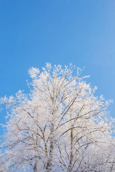 Biały Drzewo Tle Nieba Zimowy Dzień — Zdjęcie stockowe