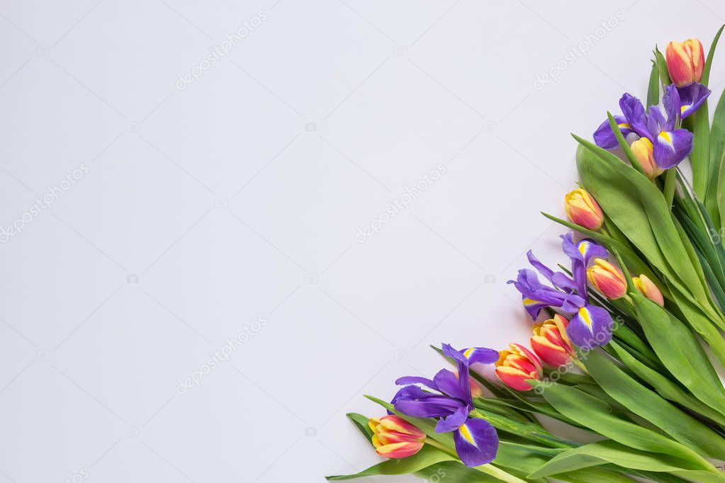 Bouquet of red tulips and irises on a white background