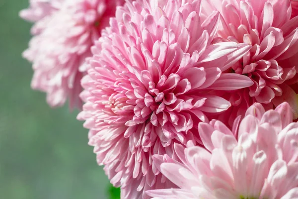 Bir buket pembe çiçek.