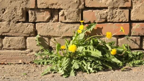 Diente León Balancea Viento Cerca Una Pared Ladrillo — Vídeos de Stock