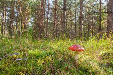 Blue and red inedible mushrooms in a forest glade clipart
