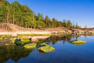 Baltık Denizi kıyısındaki taştan bir adada orman