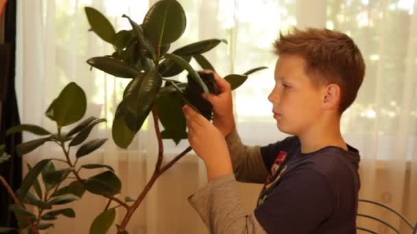 Il ragazzo pulisce le foglie di ficus. — Video Stock