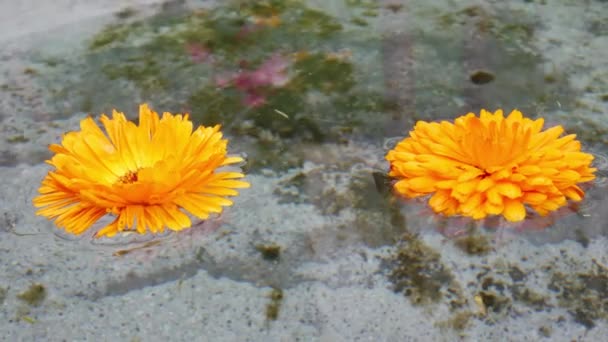 Dwa kwiaty kalenduli pływające w wodzie. — Wideo stockowe