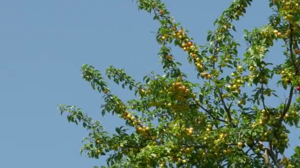 Švestkový strom s ovocem proti bezmračné modré obloze. — Stock video