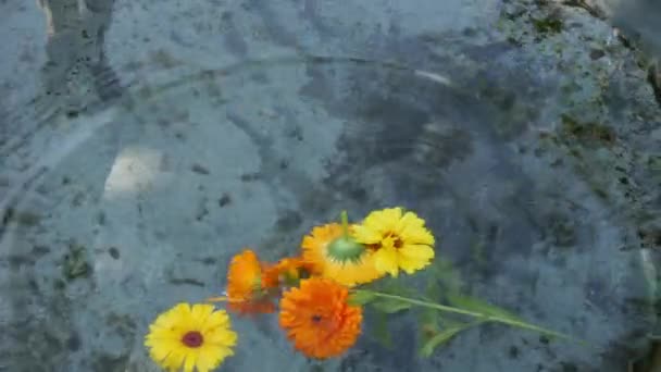 Flores de caléndula caen en el baño con agua. — Vídeos de Stock