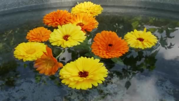 Flores de caléndula amarillas y anaranjadas sobre agua. — Vídeos de Stock