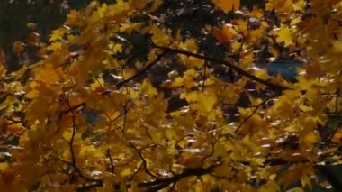 Güçlü bir rüzgarda ağacın sarı yaprakları.