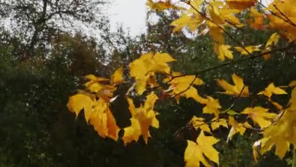 Ramos de bordo com folhas amarelas no vento. — Vídeo de Stock