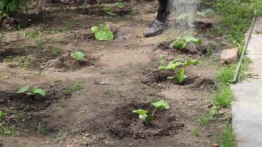 Çocuk fidanlarla yatağı suluyor..