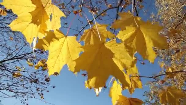 Foglie d'acero contro il cielo blu. — Video Stock