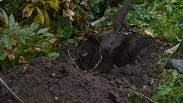 Мужчина копает яму в саду лопатой. — стоковое видео