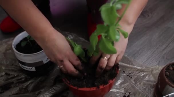 Uma mulher planta uma flor em um pote. — Vídeo de Stock