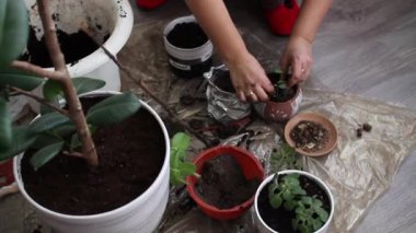 Kadınların elleri dikkatlice yerli bitkiler yetiştirir..