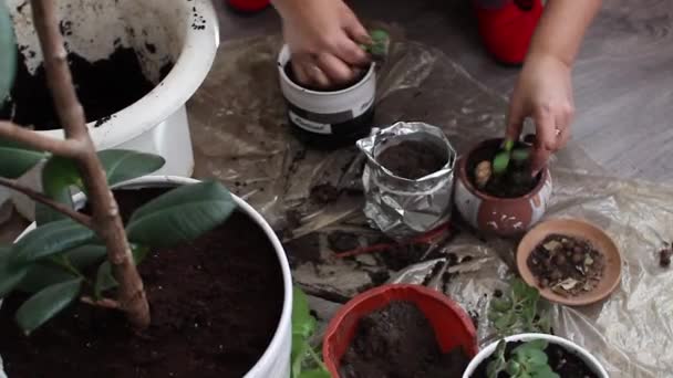 女性の手は植物を別の鍋に移植する. — ストック動画