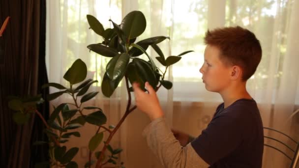 Tineiger reinigt de ficus van stof. — Stockvideo