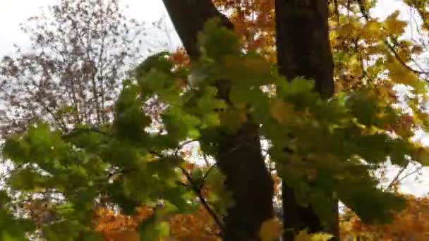 Maple bladeren worden sterk geblazen door de wind. — Stockvideo